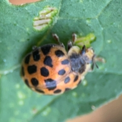 Henosepilachna vigintioctopunctata at Surf Beach, NSW - 25 Jan 2024