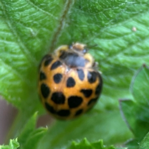 Henosepilachna vigintioctopunctata at Surf Beach, NSW - 25 Jan 2024