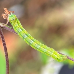 Lepidoptera unclassified IMMATURE (caterpillar or pupa or cocoon) at Surf Beach, NSW - 25 Jan 2024 by Hejor1