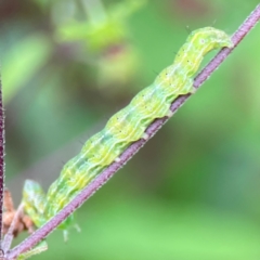 Lepidoptera unclassified IMMATURE at Surf Beach, NSW - 25 Jan 2024