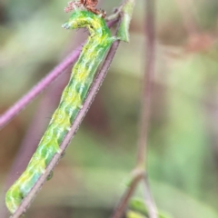 Lepidoptera unclassified IMMATURE moth at Surf Beach, NSW - 25 Jan 2024