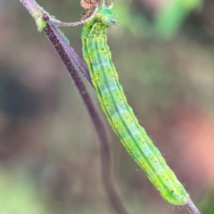 Lepidoptera unclassified IMMATURE moth at Surf Beach, NSW - 25 Jan 2024