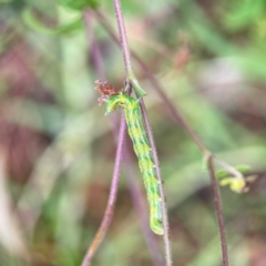 Lepidoptera unclassified IMMATURE at Surf Beach, NSW - 25 Jan 2024