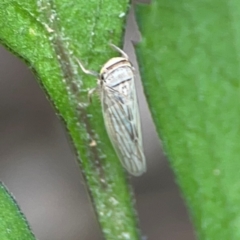 Unidentified Leafhopper or planthopper (Hemiptera, several families) at Surf Beach, NSW - 25 Jan 2024 by Hejor1