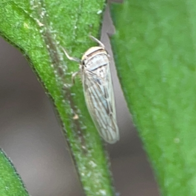 Unidentified Leafhopper or planthopper (Hemiptera, several families) at Surf Beach, NSW - 25 Jan 2024 by Hejor1