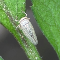 Exitianus plebeius at Surf Beach, NSW - 25 Jan 2024 04:15 PM