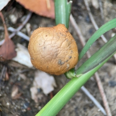 Unidentified Cap on a stem; gills below cap [mushrooms or mushroom-like] at Surf Beach, NSW - 25 Jan 2024 by Hejor1