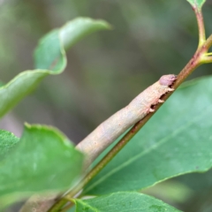 Geometridae (family) at Surf Beach, NSW - 25 Jan 2024