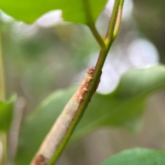 Geometridae (family) at Surf Beach, NSW - 25 Jan 2024