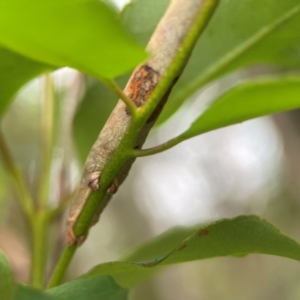 Geometridae (family) at Surf Beach, NSW - 25 Jan 2024