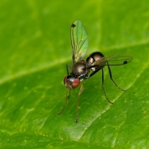 Parapalaeosepsis plebeia at Weston, ACT - 22 Jan 2024