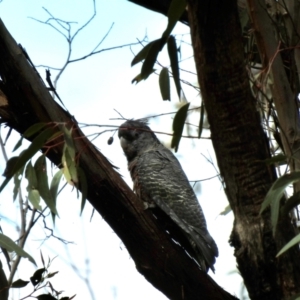 Callocephalon fimbriatum at Wingecarribee Local Government Area - 24 Jan 2024