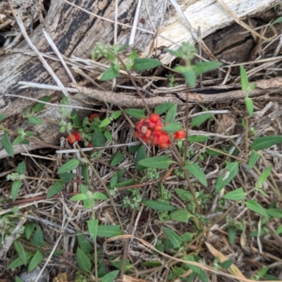 Einadia nutans (Climbing Saltbush) at The Pinnacle - 25 Jan 2024 by CattleDog