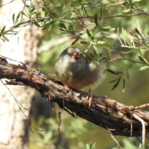 Neochmia temporalis at Wingecarribee Local Government Area - 24 Jan 2024