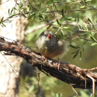 Neochmia temporalis (Red-browed Finch) at Colo Vale - 24 Jan 2024 by GlossyGal