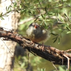 Neochmia temporalis (Red-browed Finch) at Colo Vale - 23 Jan 2024 by GlossyGal