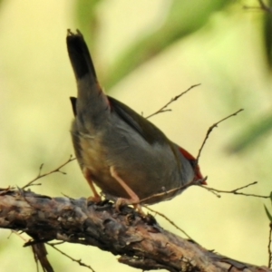 Neochmia temporalis at Wingecarribee Local Government Area - 24 Jan 2024