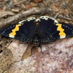 Eutrichopidia latinus (Yellow-banded Day-moth) at Denman Prospect 2 Estate Deferred Area (Block 12) - 22 Jan 2024 by Kenp12