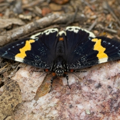 Eutrichopidia latinus (Yellow-banded Day-moth) at Denman Prospect, ACT - 22 Jan 2024 by Kenp12