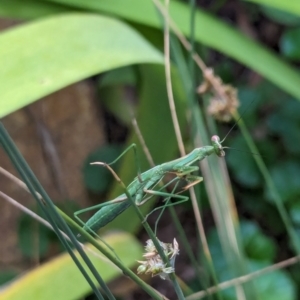 Pseudomantis albofimbriata at Watson, ACT - 25 Jan 2024