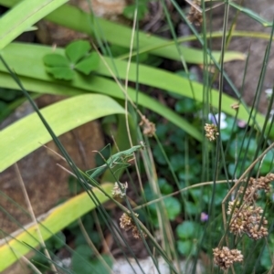 Pseudomantis albofimbriata at Watson, ACT - 25 Jan 2024