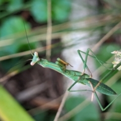 Pseudomantis albofimbriata at Watson, ACT - 25 Jan 2024