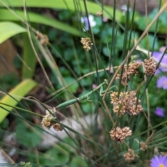 Pseudomantis albofimbriata at Watson, ACT - 25 Jan 2024