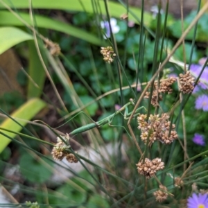 Pseudomantis albofimbriata at Watson, ACT - suppressed