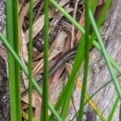 Lampropholis delicata (Delicate Skink) at Watson, ACT - 25 Jan 2024 by AniseStar