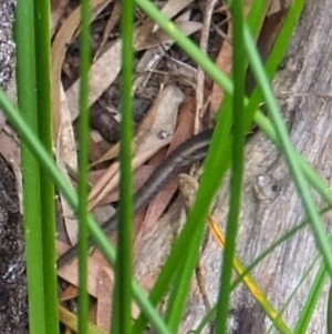 Lampropholis delicata at Watson, ACT - suppressed