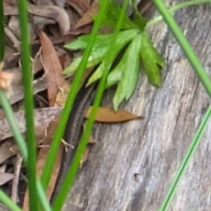 Lampropholis delicata at Watson, ACT - suppressed