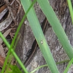 Lampropholis delicata at Watson, ACT - suppressed