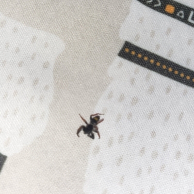 Apricia jovialis (Jovial jumping spider) at North Tamworth, NSW - 25 Jan 2024 by MollyG