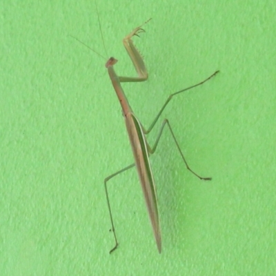 Unidentified Praying mantis (Mantodea) at West Wodonga, VIC - 24 Jan 2024 by KylieWaldon