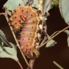 Opodiphthera eucalypti at Higgins, ACT - 21 Feb 2023 08:47 AM