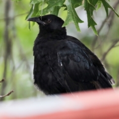 Corcorax melanorhamphos (White-winged Chough) at Higgins, ACT - 25 Jan 2024 by AlisonMilton