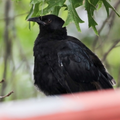 Corcorax melanorhamphos (White-winged Chough) at Higgins, ACT - 24 Jan 2024 by AlisonMilton
