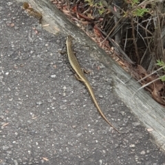 Eulamprus heatwolei (Yellow-bellied Water Skink) at Paddys River, ACT - 25 Jan 2024 by Kelly123456