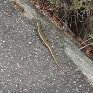 Eulamprus heatwolei at Tidbinbilla Nature Reserve - 25 Jan 2024