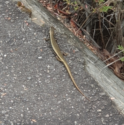 Eulamprus heatwolei (Yellow-bellied Water Skink) at Paddys River, ACT - 25 Jan 2024 by Kelly123456