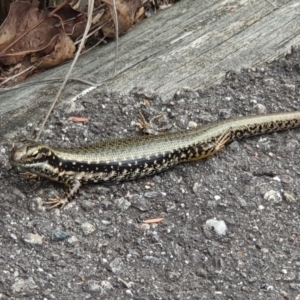 Eulamprus heatwolei at Tidbinbilla Nature Reserve - 25 Jan 2024