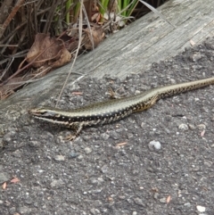 Eulamprus heatwolei at Tidbinbilla Nature Reserve - 25 Jan 2024