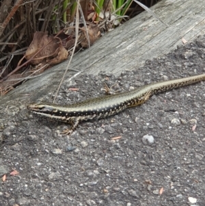 Eulamprus heatwolei at Tidbinbilla Nature Reserve - 25 Jan 2024