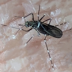 Aedes (Rampamyia) notoscriptus at Watson, ACT - 25 Jan 2024 by AniseStar