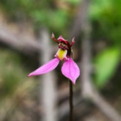 Eriochilus magenteus (Magenta Autumn Orchid) at Rossi, NSW - 25 Jan 2024 by Csteele4