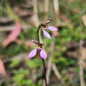 Eriochilus magenteus at QPRC LGA - 25 Jan 2024