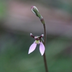 Eriochilus magenteus at QPRC LGA - 25 Jan 2024