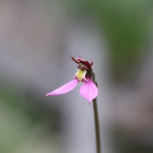 Eriochilus magenteus at QPRC LGA - 25 Jan 2024