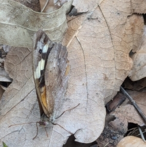 Heteronympha merope at Watson, ACT - 25 Jan 2024