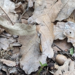 Heteronympha merope at Watson, ACT - suppressed